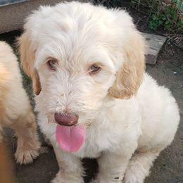 Goldendoodles from Faye Faye's Golden Doodles