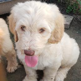 Goldendoodles from Faye Faye's Golden Doodles