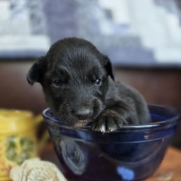 Rigel - Black & white male Australian Shepherd puppy in Wrightsville, Georgia from Wild Magnolia Farms Aussies