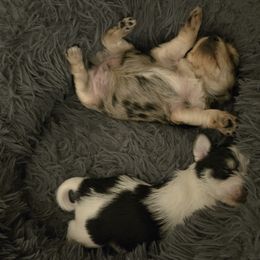Companion Cross Puppies from Isabelle's Puppy Patch
