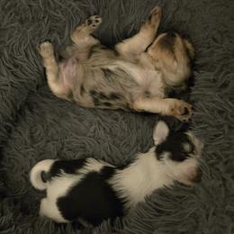 Companion Cross Puppies from Isabelle's Puppy Patch