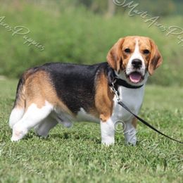 Cowboy - Beagle