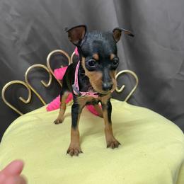 Ariel - Black and tan female Miniature Pinscher puppy in Lancaster, Missouri from White Stone Ranch