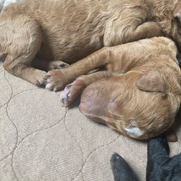 Poodle Puppies from Sweet Country Standards