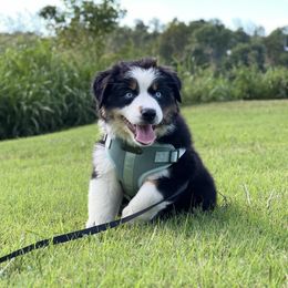 Pink Collar - Black tri-color female Australian Shepherd puppy in Hartville, Missouri from Stamper K9’s