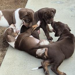 Catahoula Leopard Dog puppies from Marcee's Catahoulas