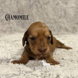 Girl 1 - Cream female Dachshund puppy in Rainier, Oregon from Doxies in Wonderland