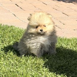 Pomeranian Puppies from Bear face Pomeranian