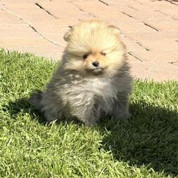 Pomeranian Puppies from Bear face Pomeranian