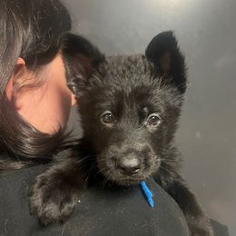 Jock (blue collar) - Black male German Shepherd puppy in Jerusalem, Arkansas from Sudenblick German Shepherds