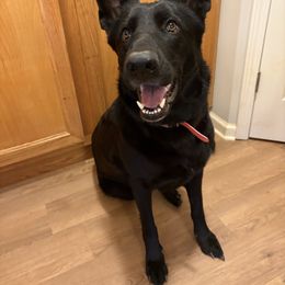 Xena - German Shepherd