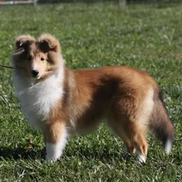 Shetland Sheepdogs from Wellington Shelties
