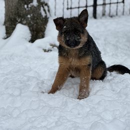 German Shepherd Puppies from Golden Ridge