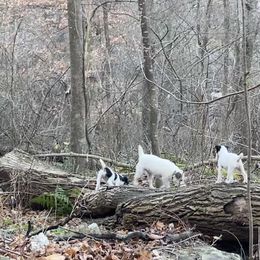 Jack Russell Terrier Puppies from Brigadoon Farm