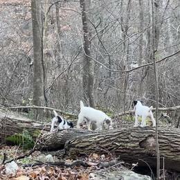 Jack Russell Terrier Puppies from Brigadoon Farm
