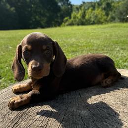 Hershey - Chocolate and tan male Dachshund puppy in Defuniak Springs, Florida from Anastasia Knight's Cocker Spaniels