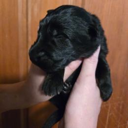 Green - Black female German Shepherd puppy in Coupeville, Washington from Von Hilkey Shepherds