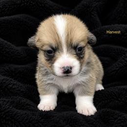 Harvest - Sable male Pembroke Welsh Corgi puppy in Port Republic, Maryland from Bestfurends