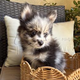 Pomeranian Puppies from Pomni Poms