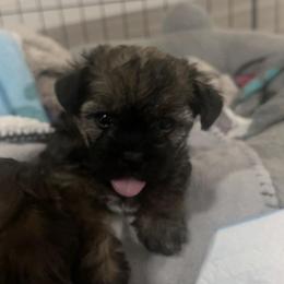 Sweetie. - Brown female Shihpoo puppy in Denver, Colorado from Angel babies