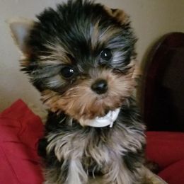 Yorkshire Terrier Puppies from Posh Paws Kennel