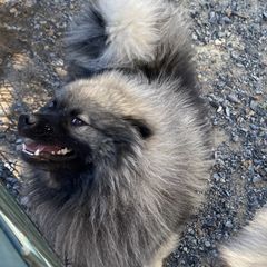Dakota - Keeshond