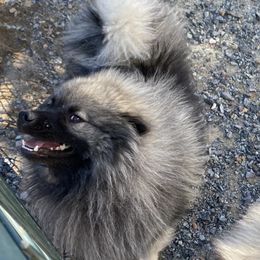 Dakota - Keeshond
