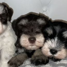 Miniature Schnauzers from Snanzzy Minature Schnauzers