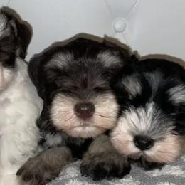 Miniature Schnauzers from Snanzzy Minature Schnauzers