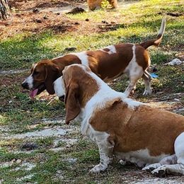 Amber - Basset Hound