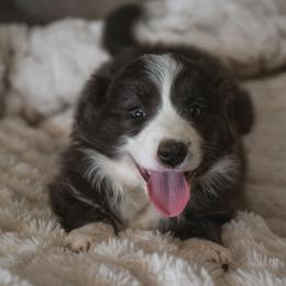 Ullie - White and blue female Border Collie puppy in Fresno, California from Alpine Tails
