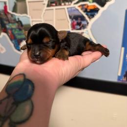 B - Black and tan male Yorkshire Terrier puppy in Boone, North Carolina from Coffeycup Yorkies