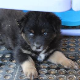 Mackenzie - Black tri-color male Australian Shepherd puppy in Sonoita, Arizona from Gardner Canyon Kennels