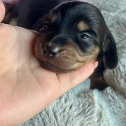 Girl - Black and cream female Dachshund puppy in Lincoln, California from ForeversEdge Doxies