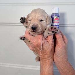 Girl 2 Purple - Light golden female Golden Retriever puppy in Mc Minnville, Tennessee from Wishaw Whisky Golden Retrievers