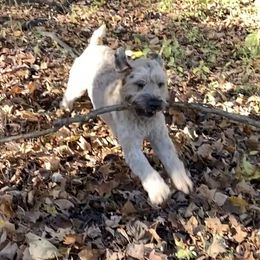 Ruby - Soft Coated Wheaten Terrier