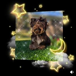 Genesis - Yorkshire Terrier