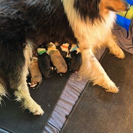 Collie Puppies from Jordan Creek Collies