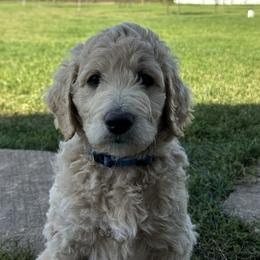 Biscuit (Dark Blue) - Apricot Goldendoodle puppy in Spearfish, South Dakota from Hillsview Farm