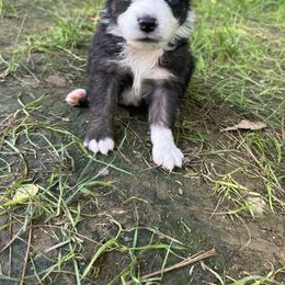 Reba - Black tri female Miniature Australian Shepherd puppy in Phillipsburg, New Jersey from Dusty Dogs Miniature Australian Shepherds