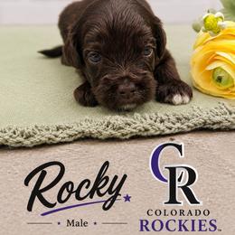 Rocky - Chocolate male Australian Labradoodle puppy in Denton, Texas from Liberty Hill Labradoodles