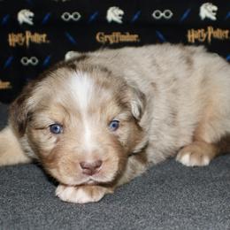 Australian Shepherd, Miniature American Shepherd, Miniature Australian Shepherd, and Toy Australian Shepherd Puppies from HP Aussie Kennels