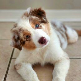 Australian Shepherd Puppies from JS Aussies