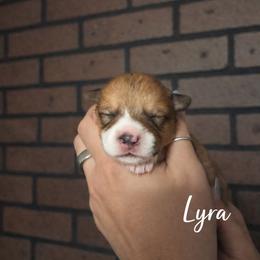 Lyra - Red and white female American Corgi puppy in Centerville, Tennessee from Katerina's American Corgis
