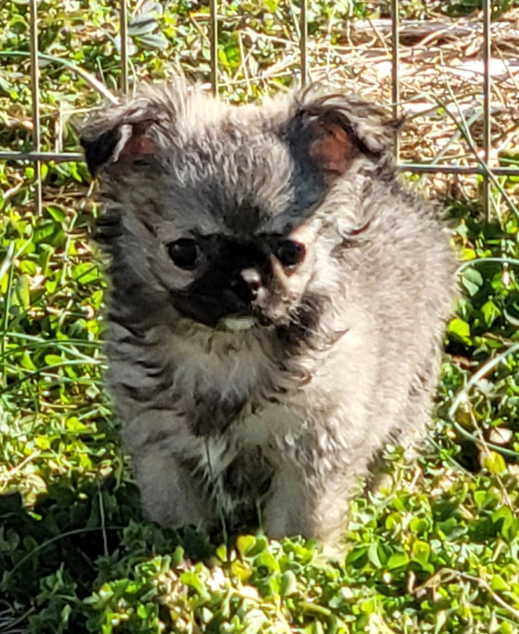 Chihuahua Puppies from B&D Chihuahuas