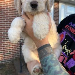 Dalia (pastel green) - Cream female Goldendoodle puppy in Portsmouth, Virginia from Hopping Howlers Ranch