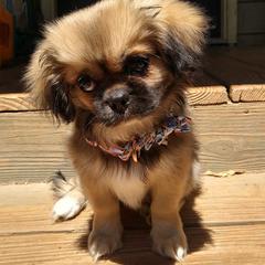 Tibetan Spaniels from Graymatter