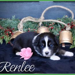 Renlee - Black tri female Miniature Australian Shepherd puppy in Madisonville, Texas from Flying LL Aussies