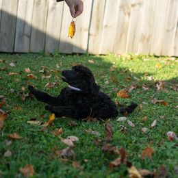 Poodle Puppies from Altalune Poodles