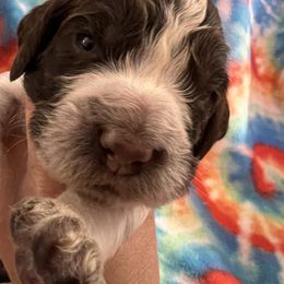 Yellow and white liver and white ROAN - Liver and white male English Springer Spaniel puppy in Jamestown, Kentucky from Waterworks Springers
